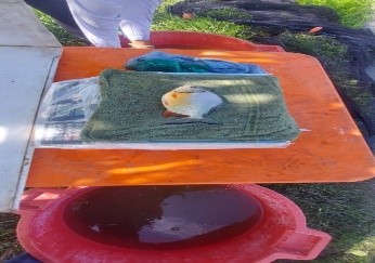 Actividad de investigación en producción de pacú y tambaquí