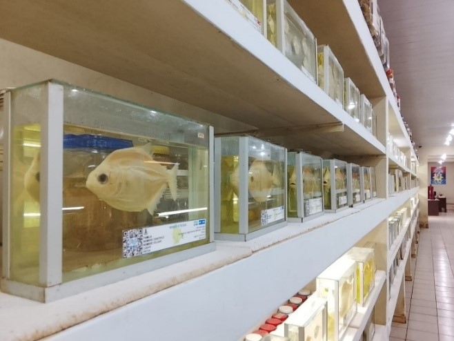 Muestras de peces en exhibición