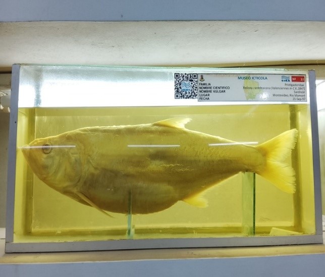Ejemplares en exhibición