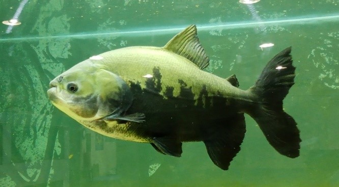 Peces vivos y nativos en exhibición en la Sala de Acuarios