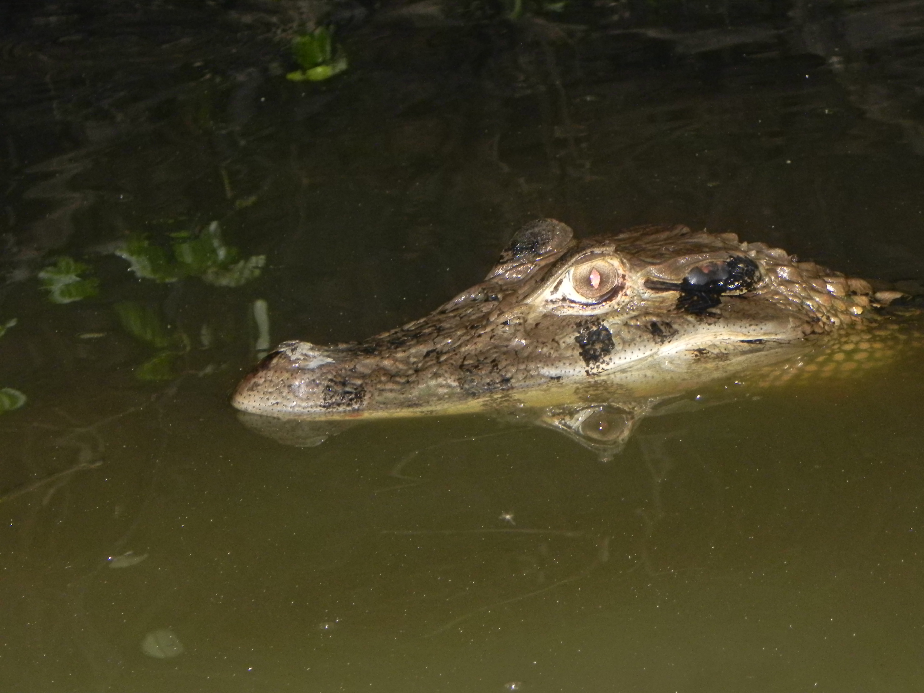 Lagarto