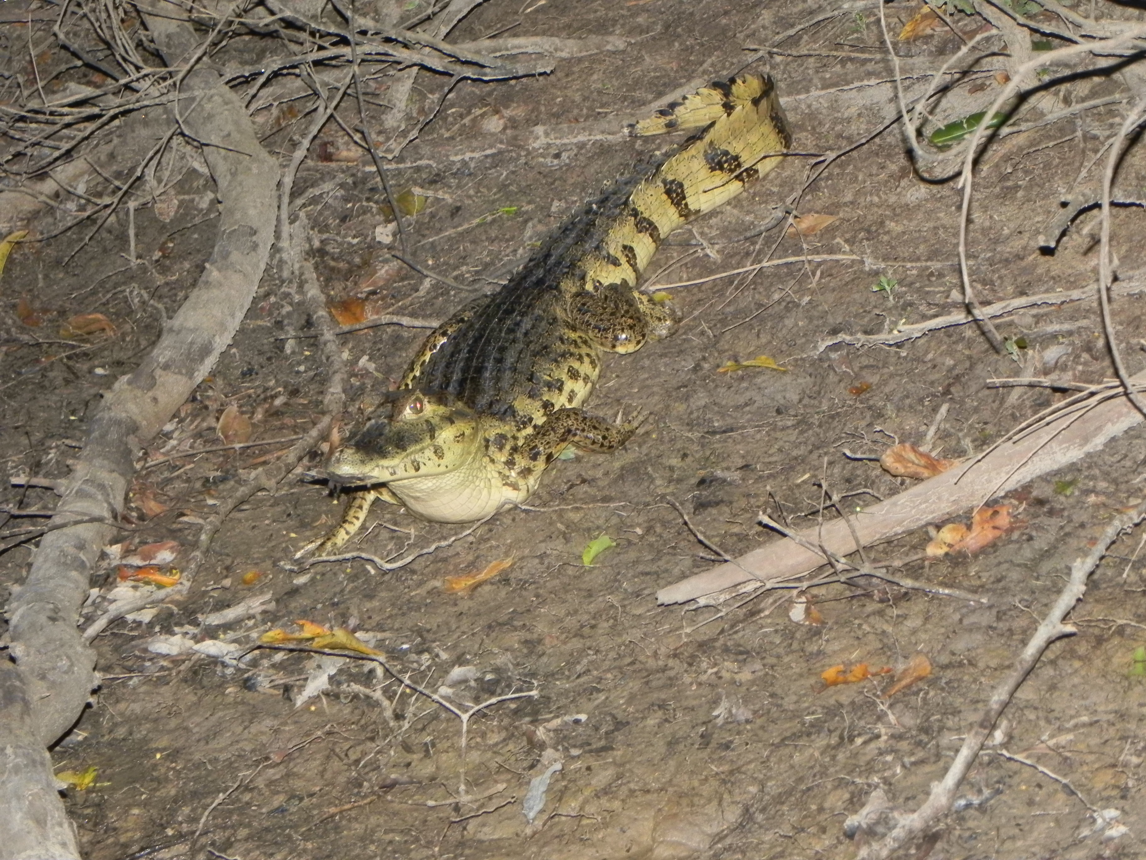Lagarto