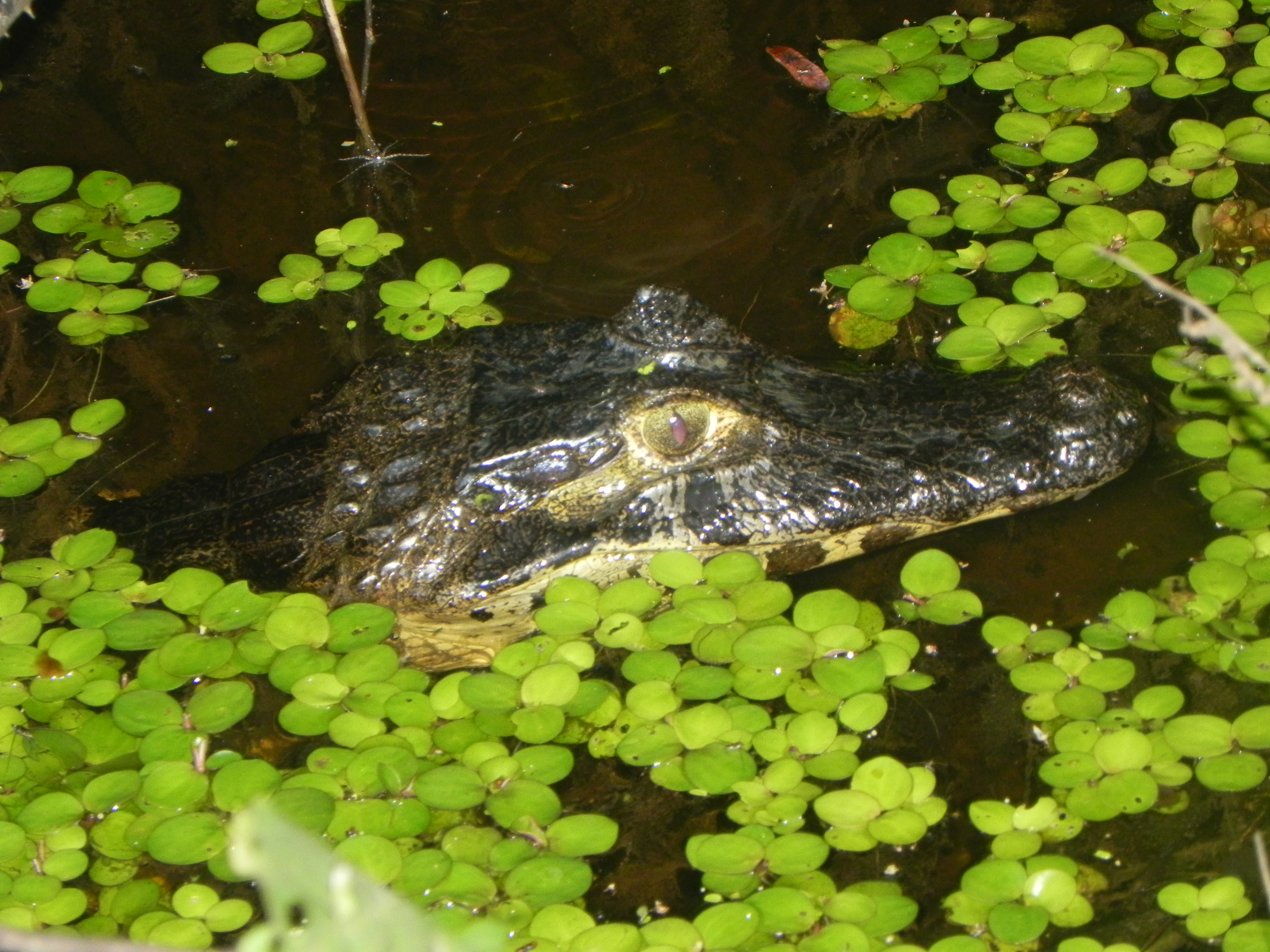 Lagarto