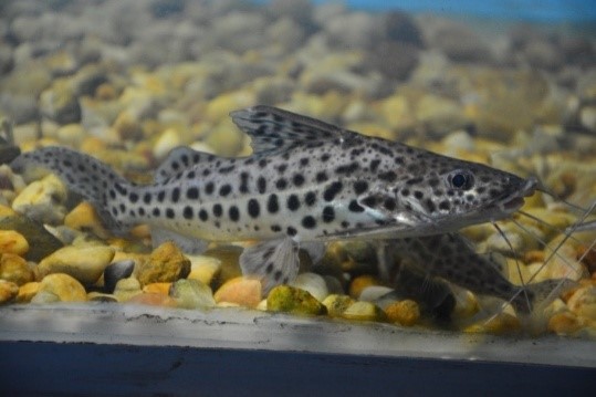 Bagre pintado - Pimelodus maculatus