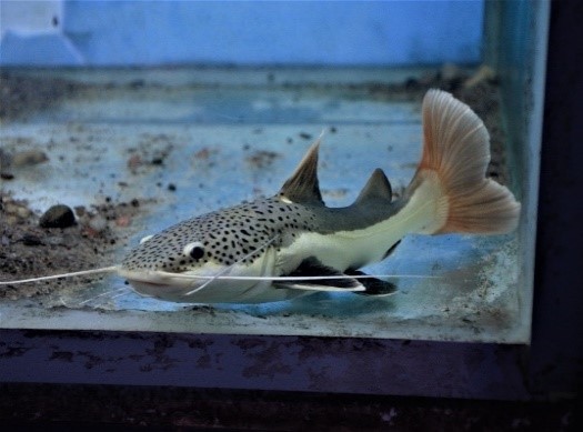 General - Phractocephalus hemioliopterus