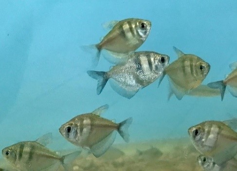 Monjitas - Gymnocorimbus ternetzy