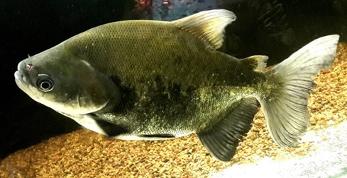 Pacú - Colossoma macropomum