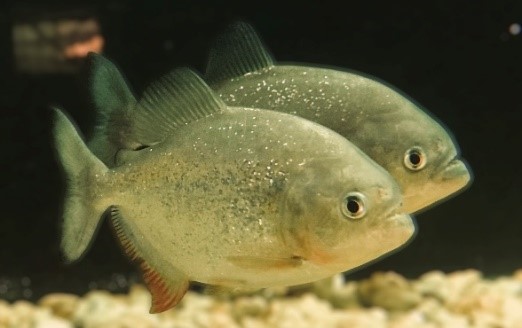 Palometa - Pygocentrus nattereri