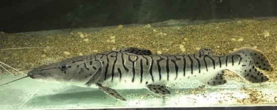 Surubí - Pseudoplatystoma fasciatum